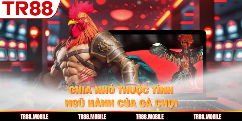 Chia nhỏ thuộc tính ngũ hành của gà chọi